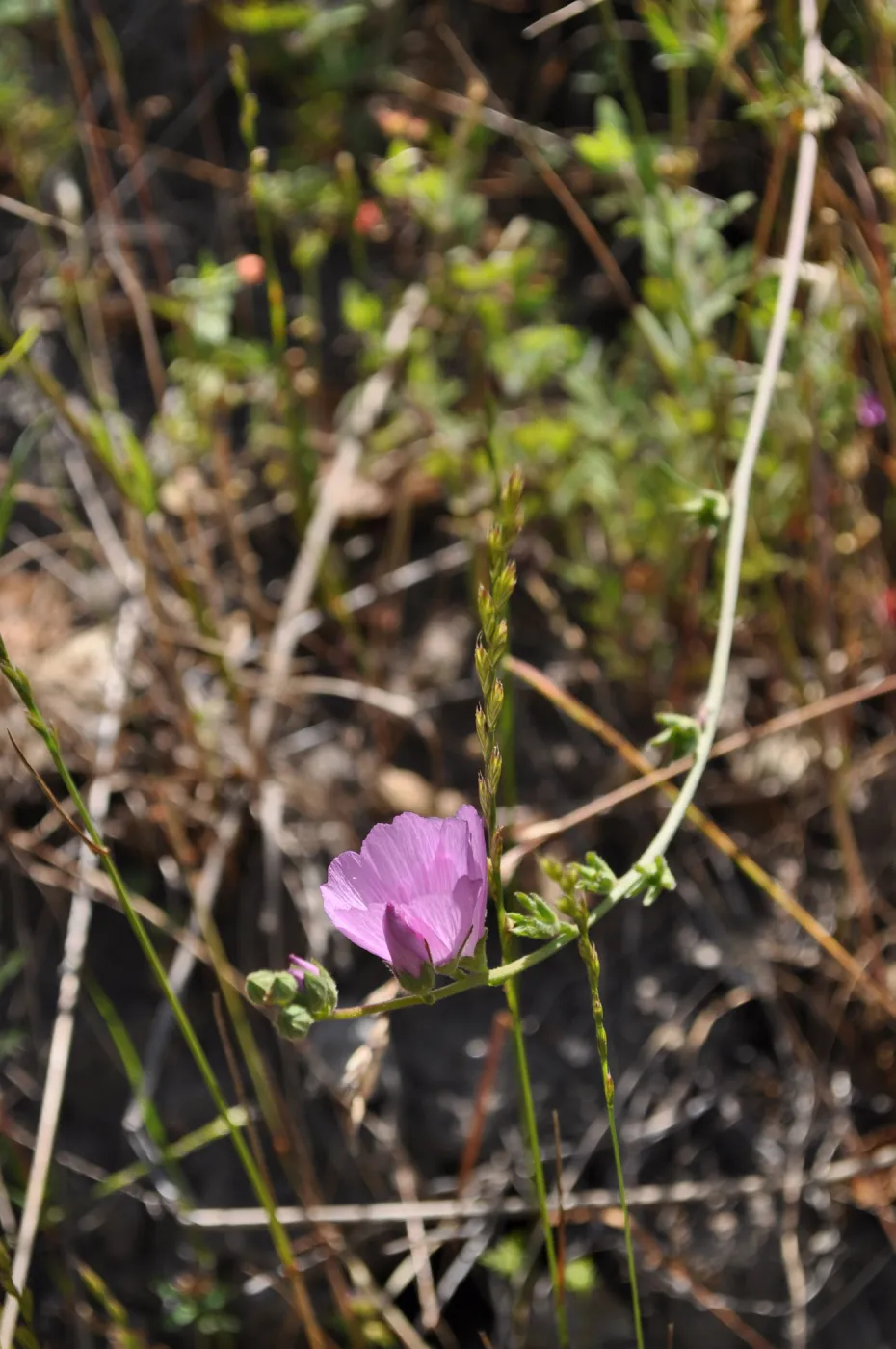 Garden field trip to Indian Knob, San Luis Obispo county