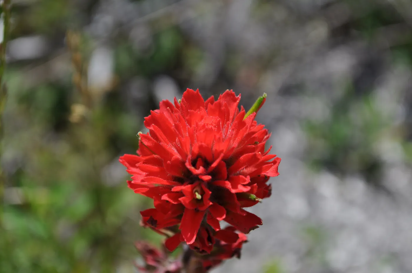Garden field trip to Indian Knob, San Luis Obispo county