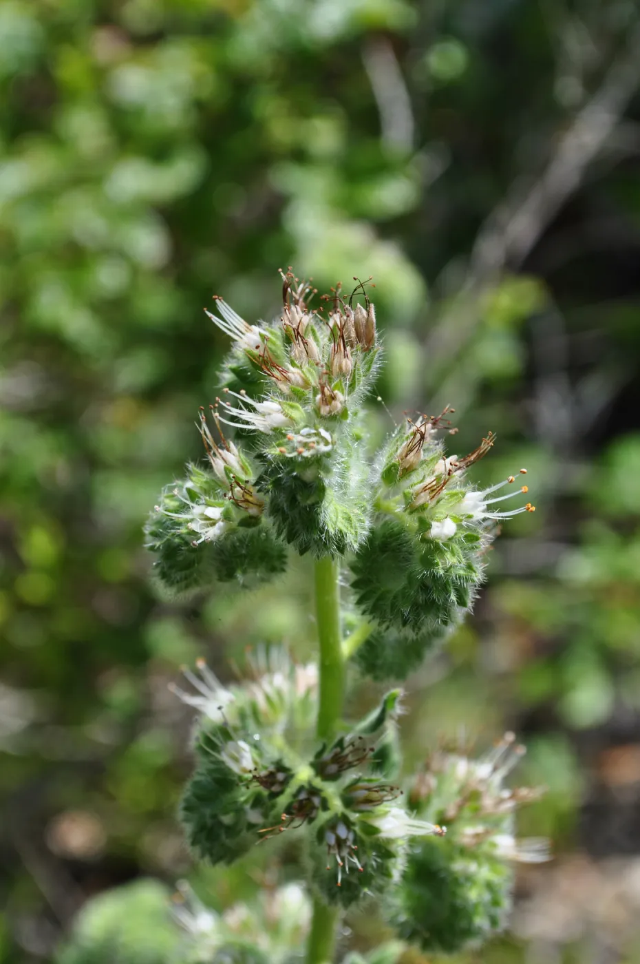 Garden field trip to Indian Knob, San Luis Obispo county