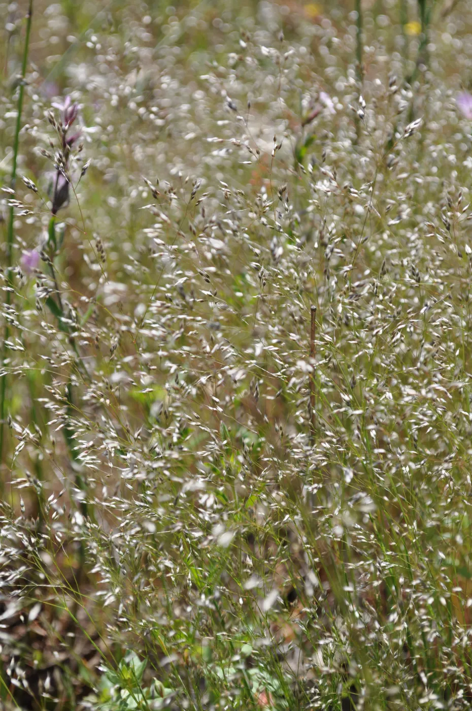 Garden field trip to Indian Knob, San Luis Obispo county