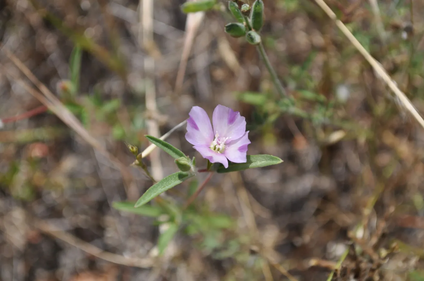 Garden field trip to Indian Knob, San Luis Obispo county