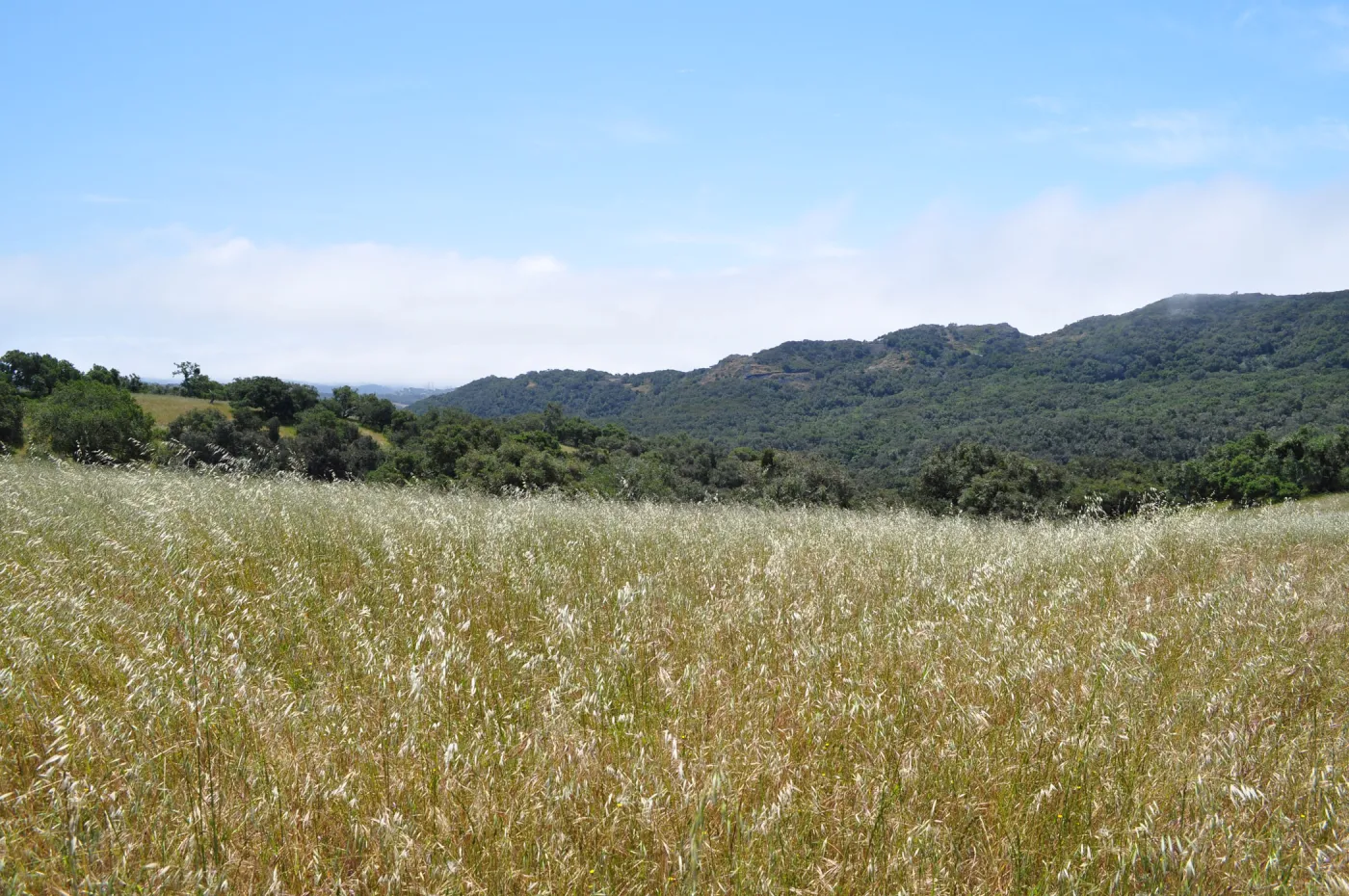 Garden field trip to Indian Knob, San Luis Obispo county