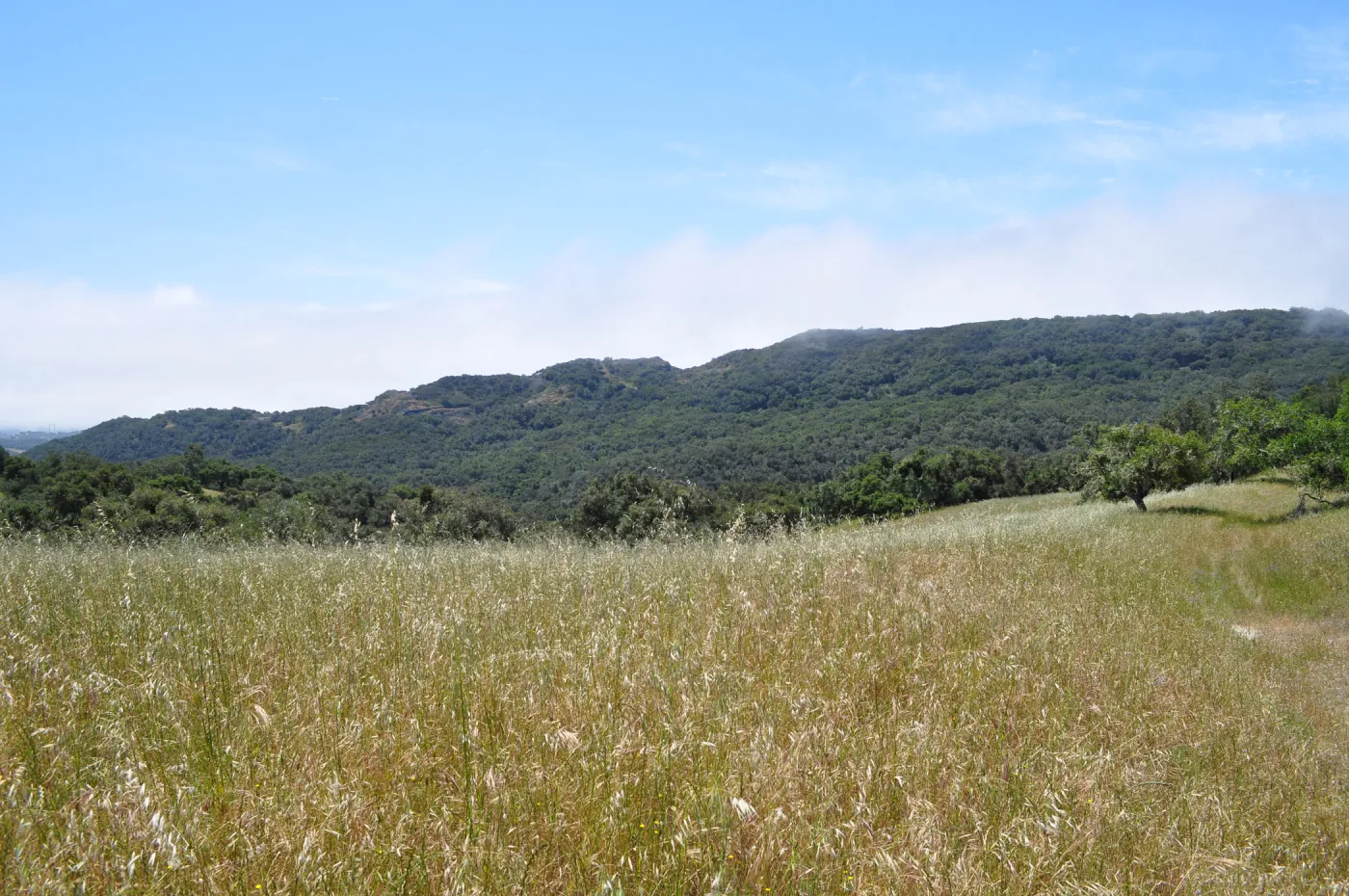 Garden field trip to Indian Knob, San Luis Obispo county