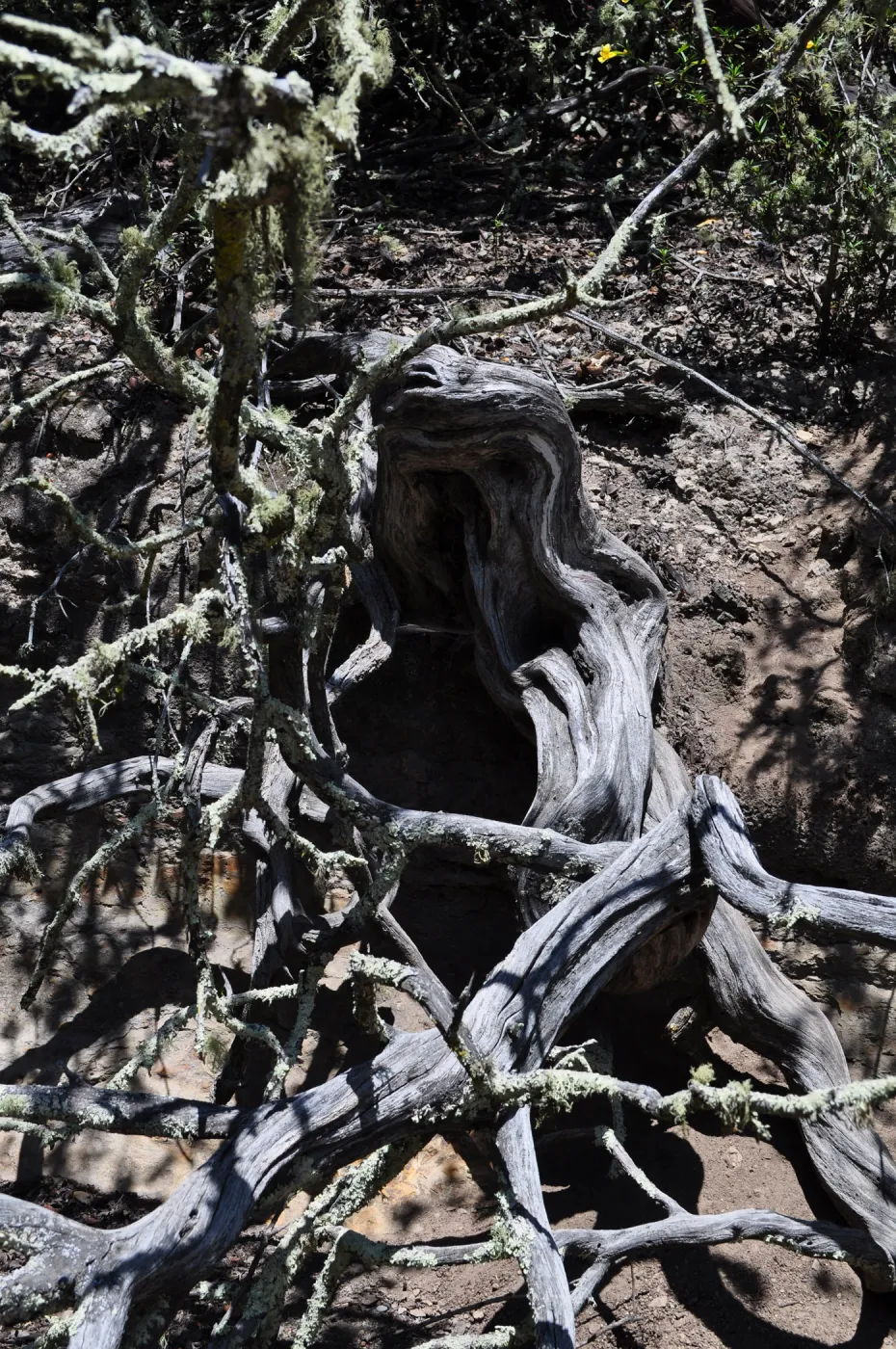 Garden field trip to Indian Knob, San Luis Obispo county