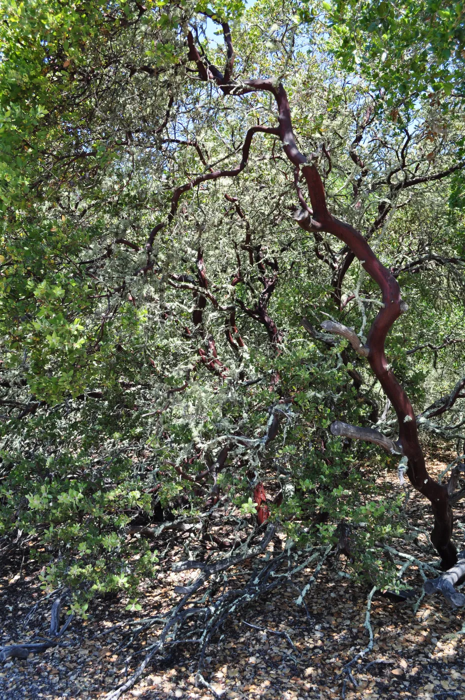 Garden field trip to Indian Knob, San Luis Obispo county