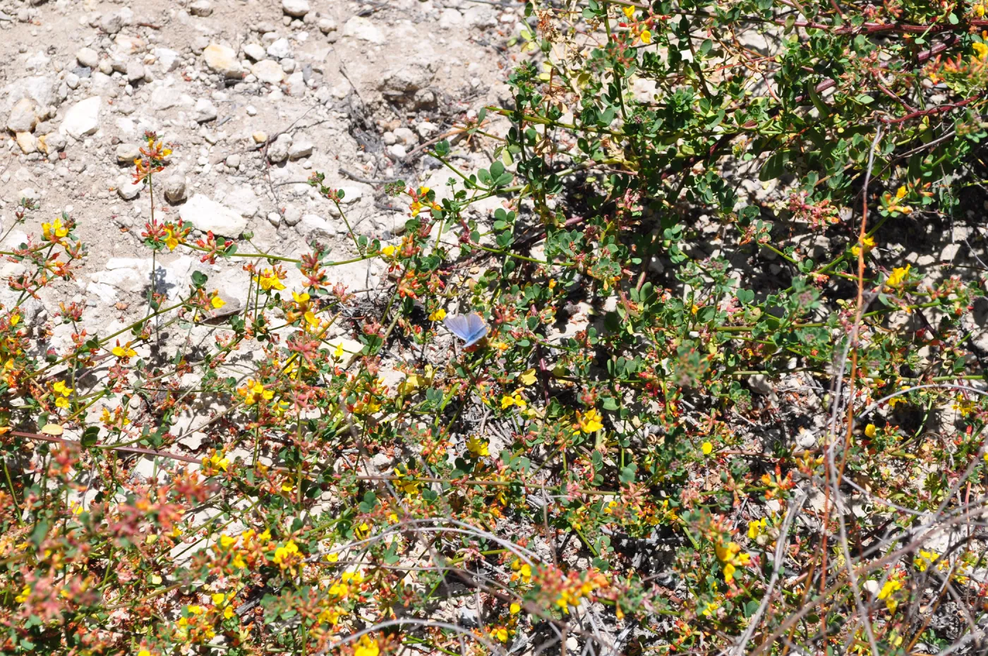 Garden field trip to Indian Knob, San Luis Obispo county