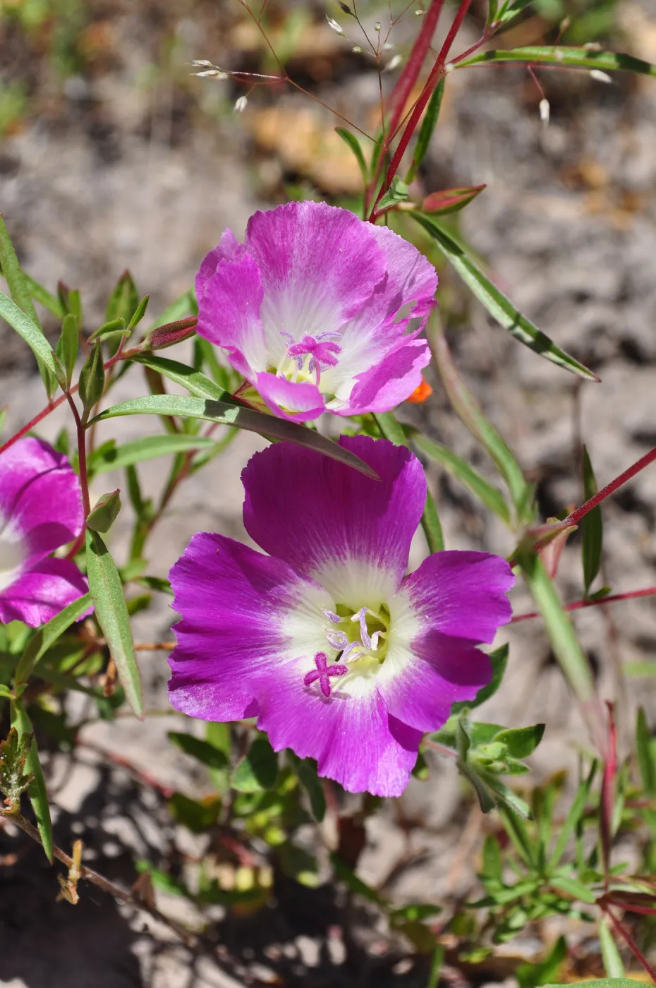 Garden field trip to Indian Knob, San Luis Obispo county