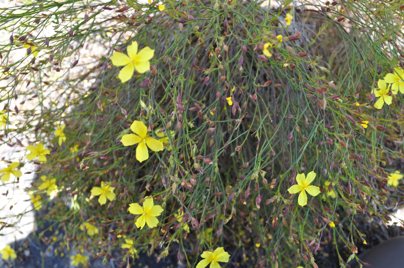 Garden field trip to Indian Knob, San Luis Obispo county