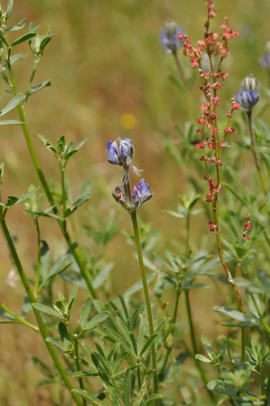 Garden field trip to Indian Knob, San Luis Obispo county