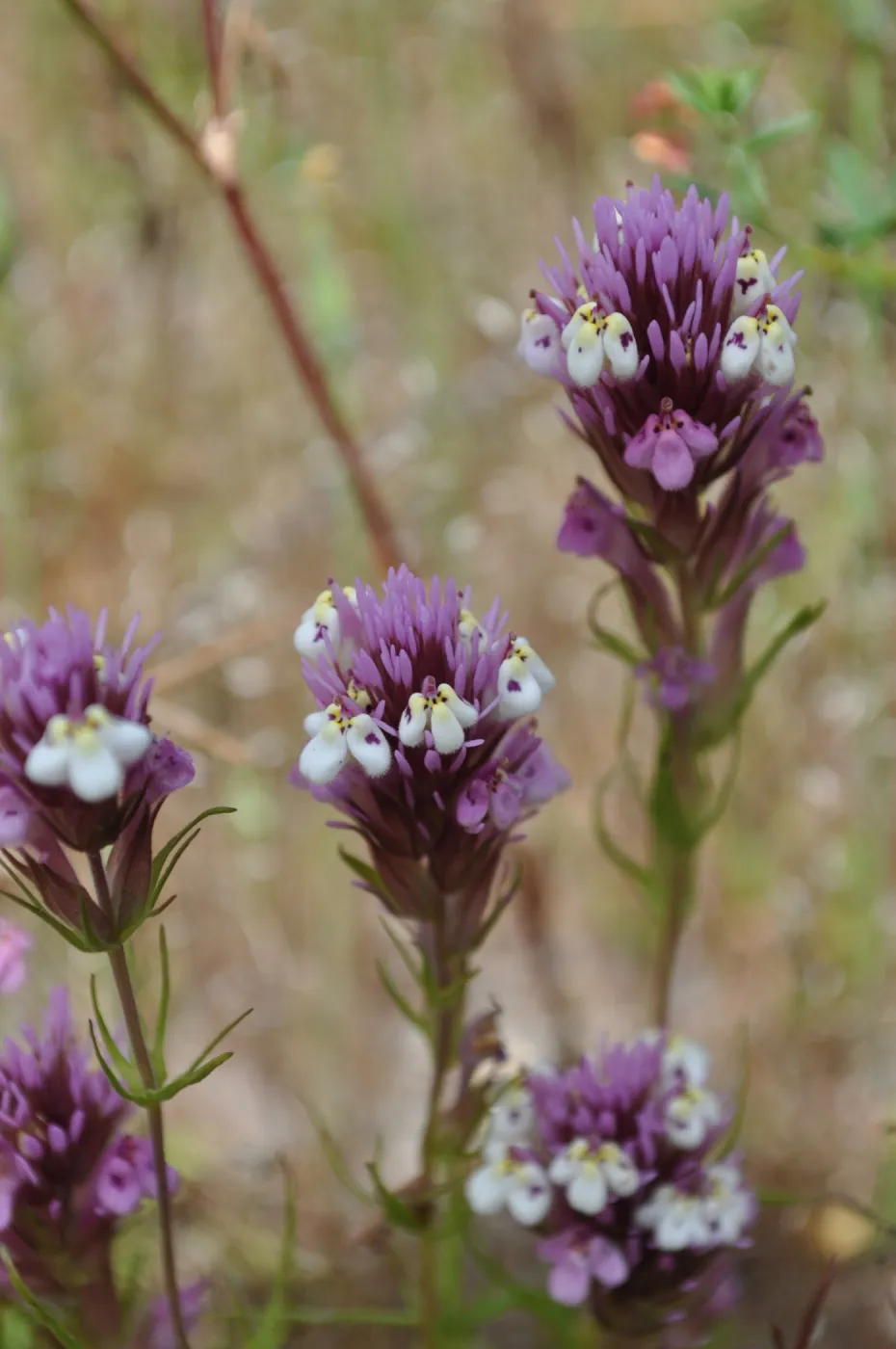 Garden field trip to Indian Knob, San Luis Obispo county