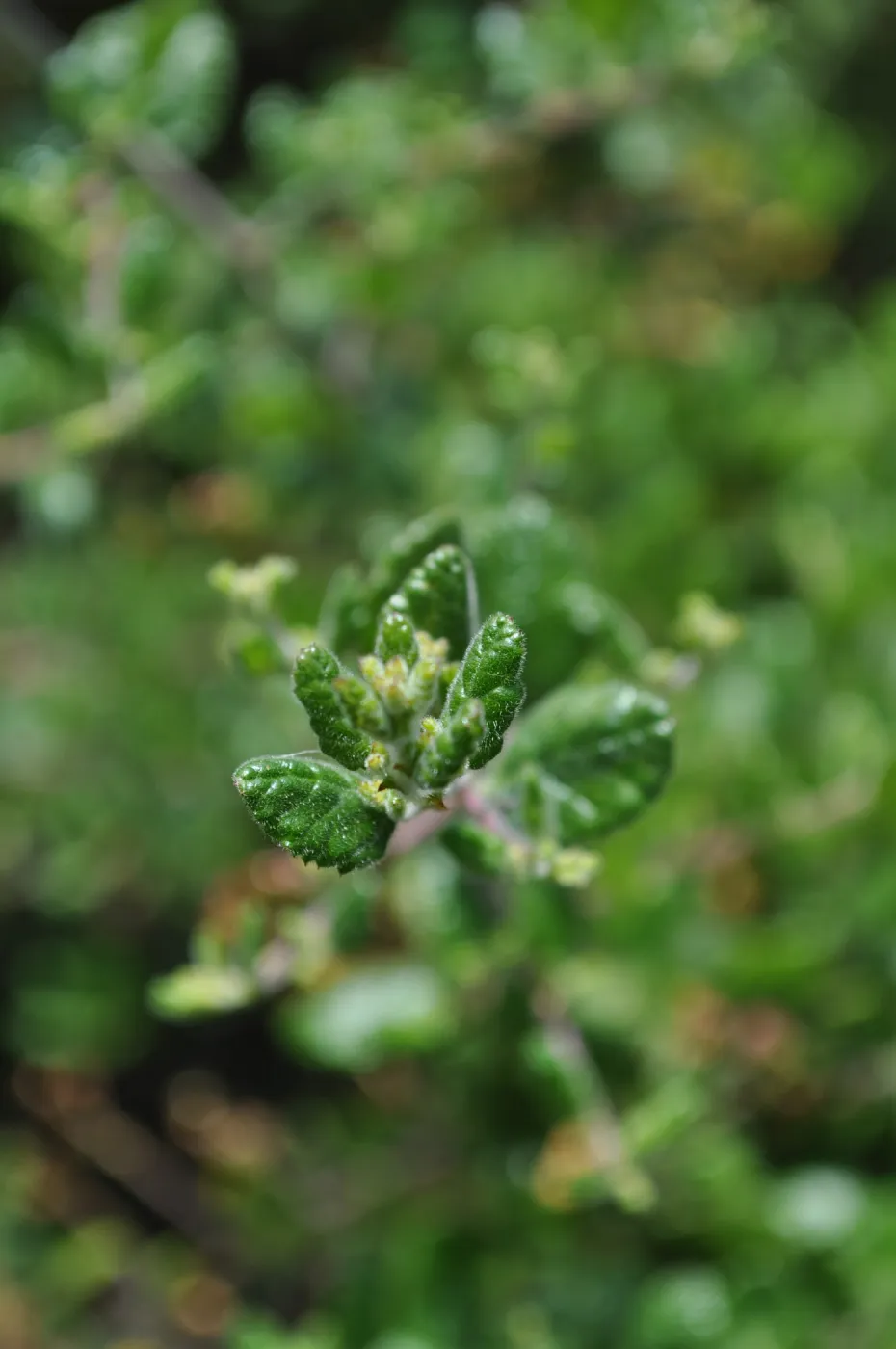 Garden field trip to Indian Knob, San Luis Obispo county