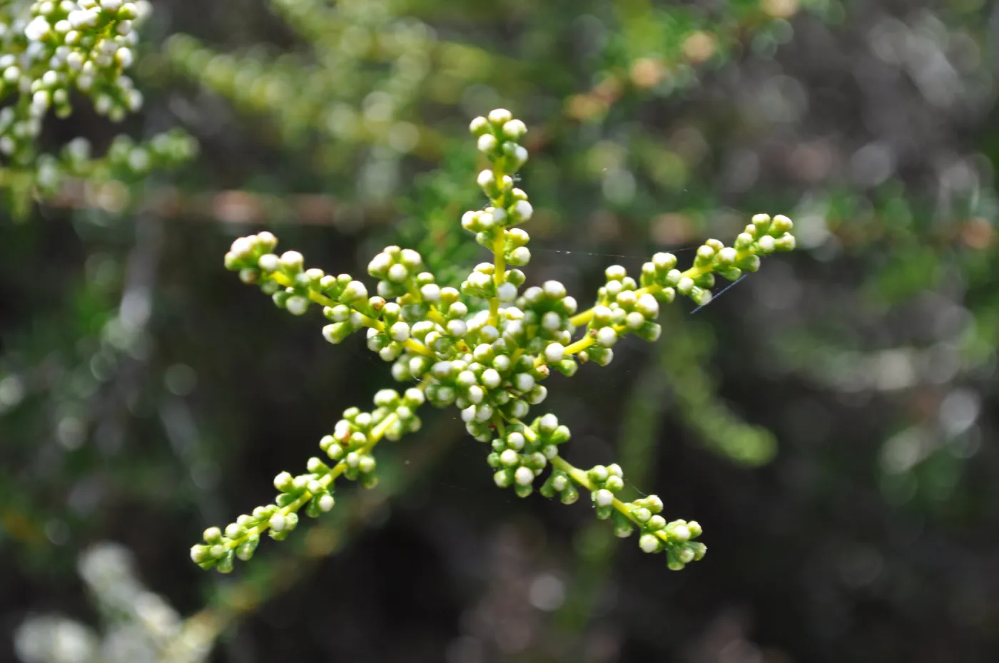 Garden field trip to Indian Knob, San Luis Obispo county