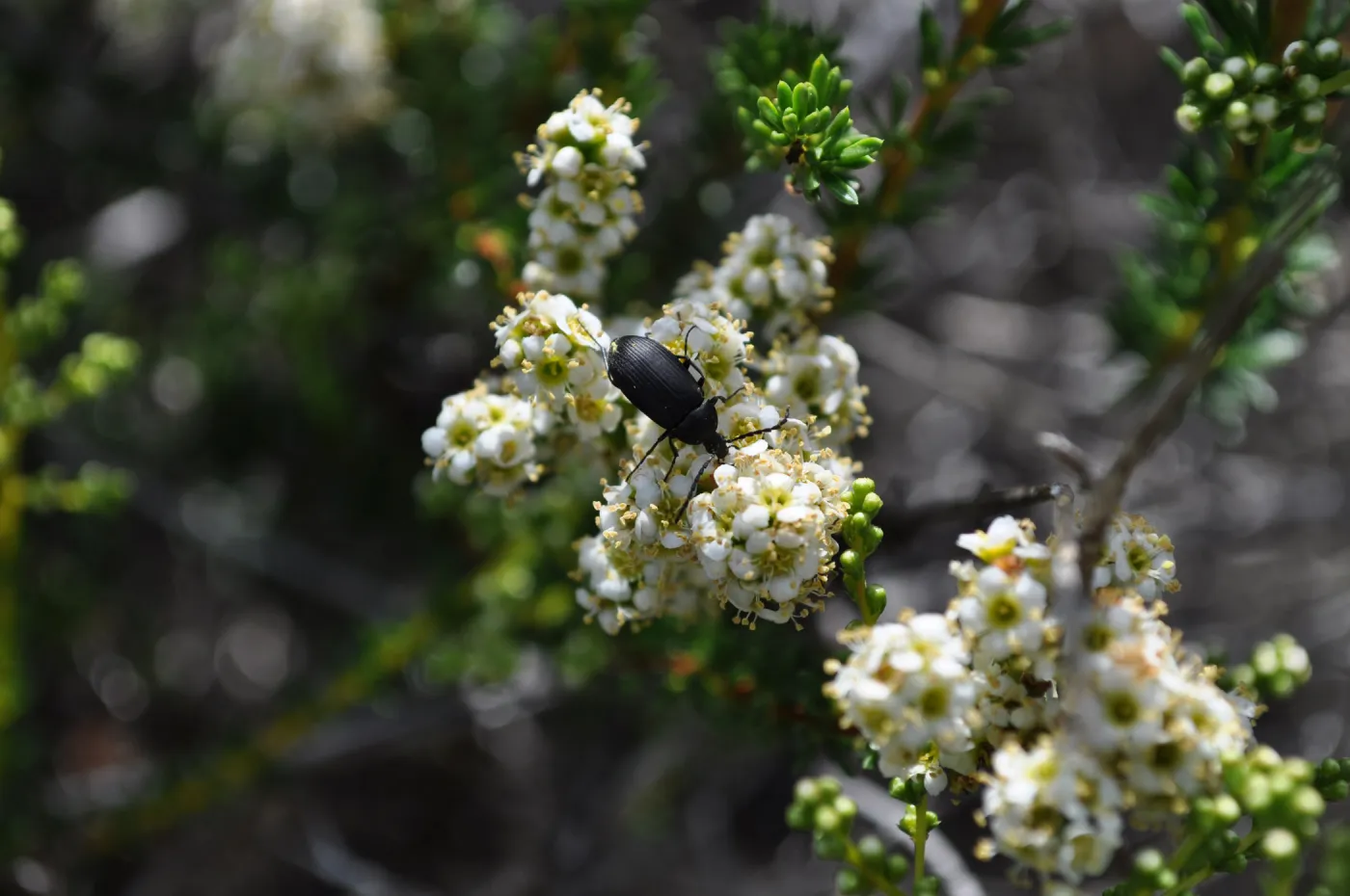 Garden field trip to Indian Knob, San Luis Obispo county