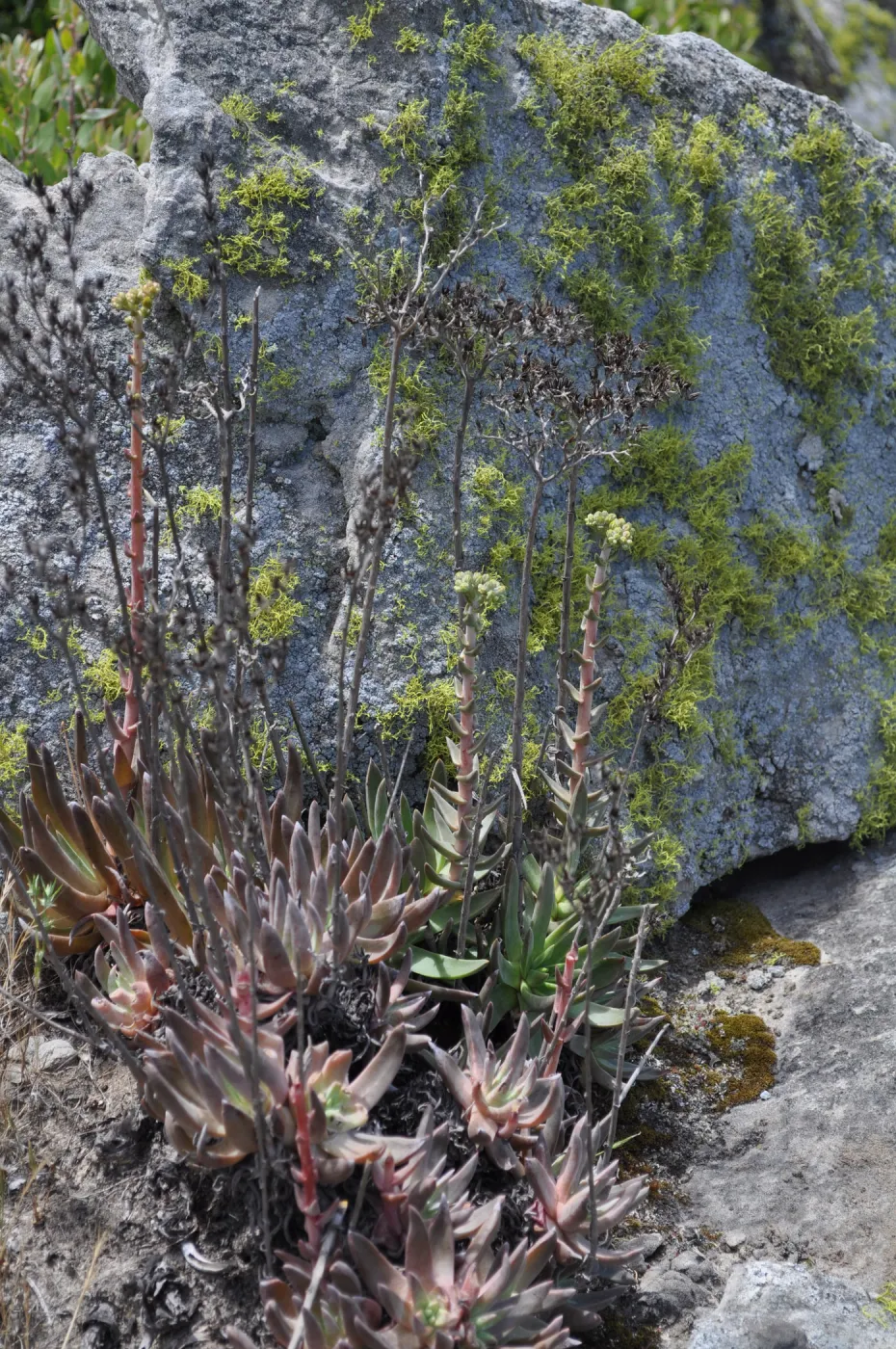 Garden field trip to Indian Knob, San Luis Obispo county