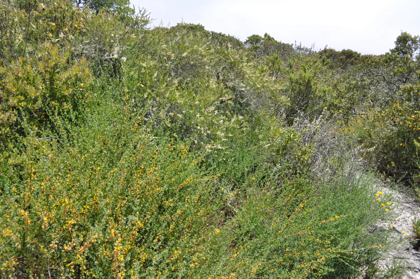 Garden field trip to Indian Knob, San Luis Obispo county