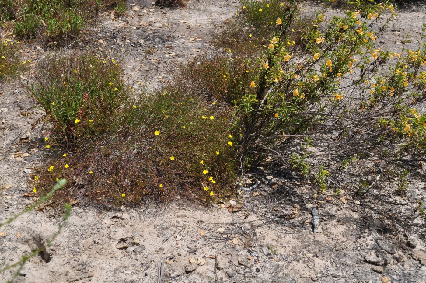 Garden field trip to Indian Knob, San Luis Obispo county