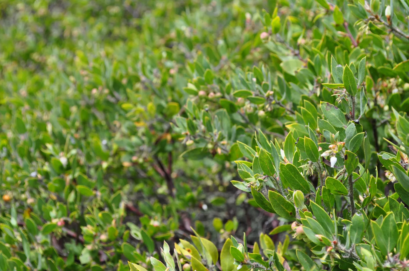 Garden field trip to Indian Knob, San Luis Obispo county