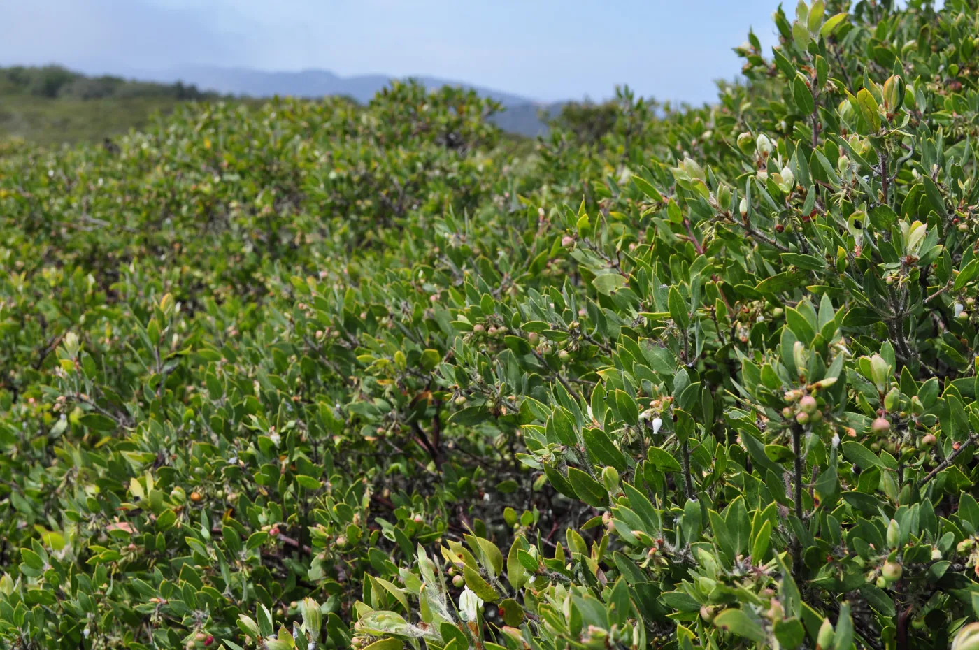 Garden field trip to Indian Knob, San Luis Obispo county