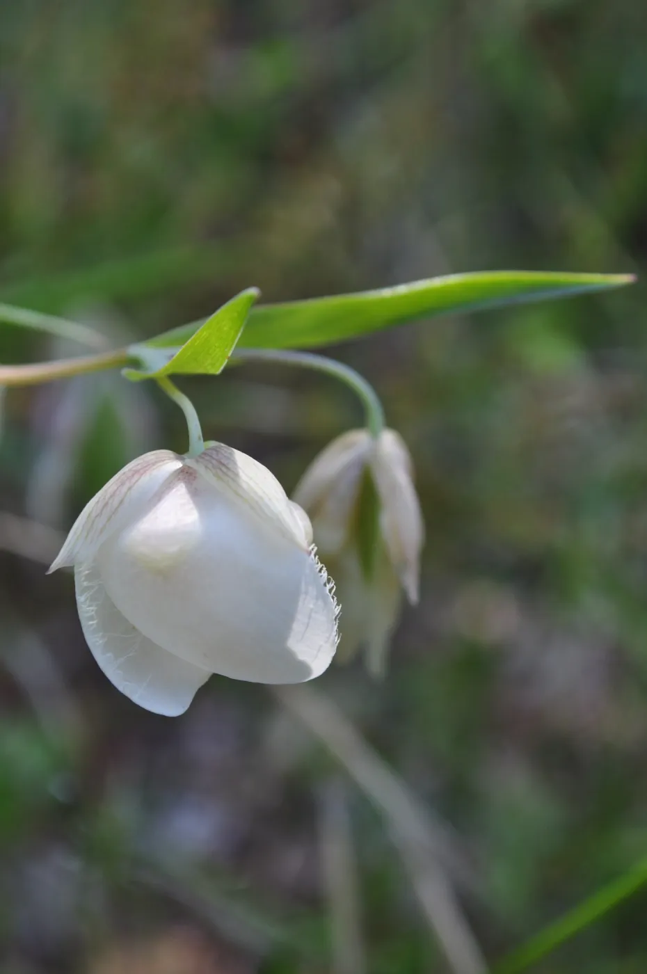 Garden field trip to Indian Knob, San Luis Obispo county