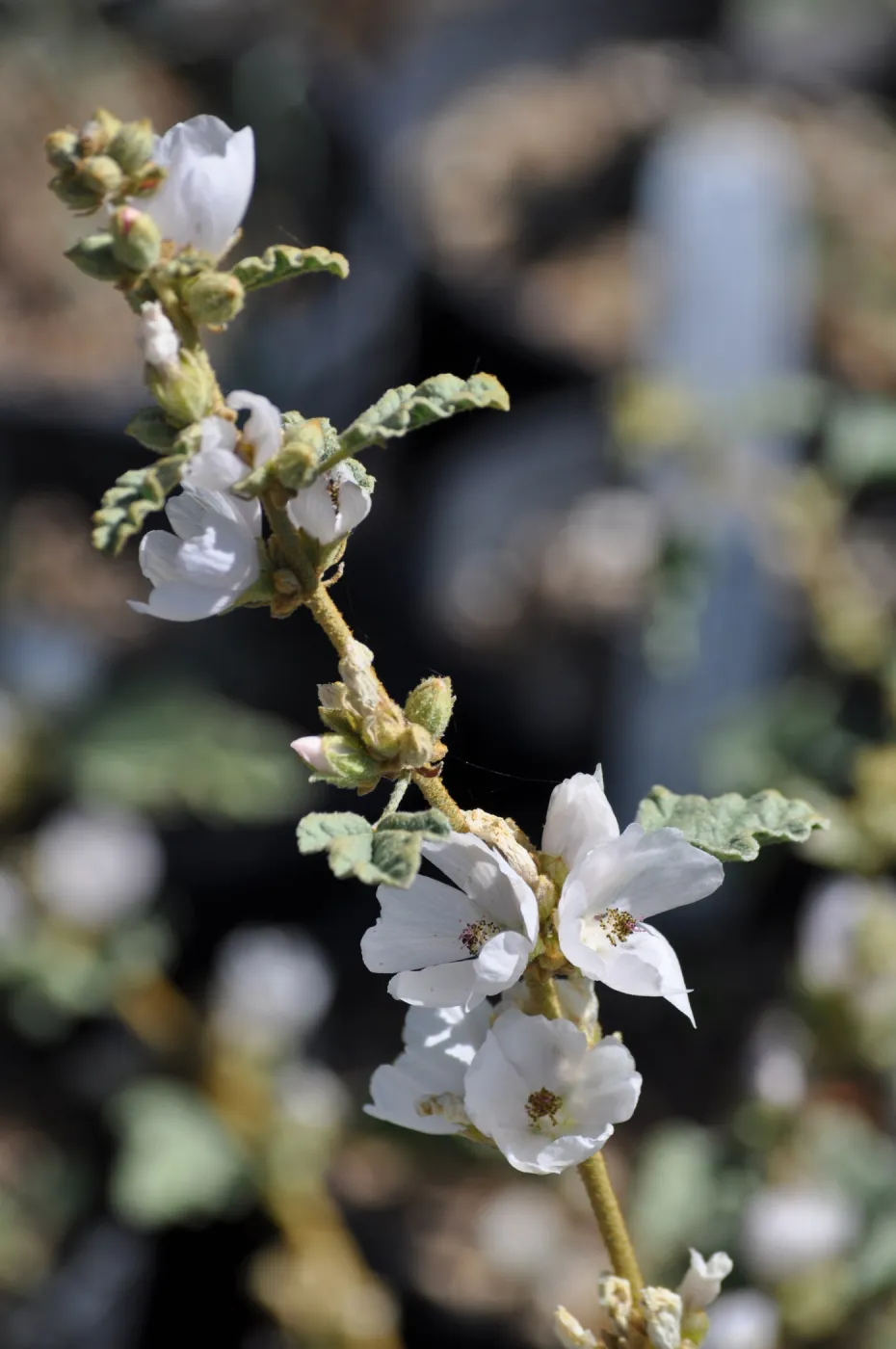 Shpaeralcea 'La Luna'