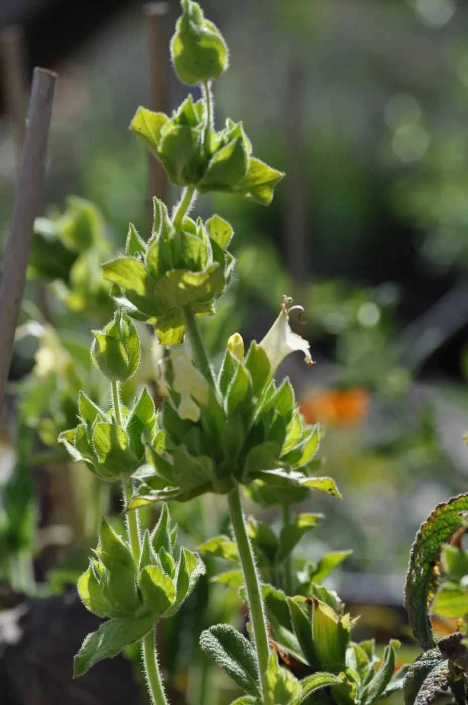 Salvia 'Avis Keedy'