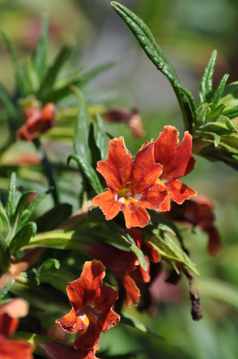 Mimulus aurantiacus, Chatsworth selections