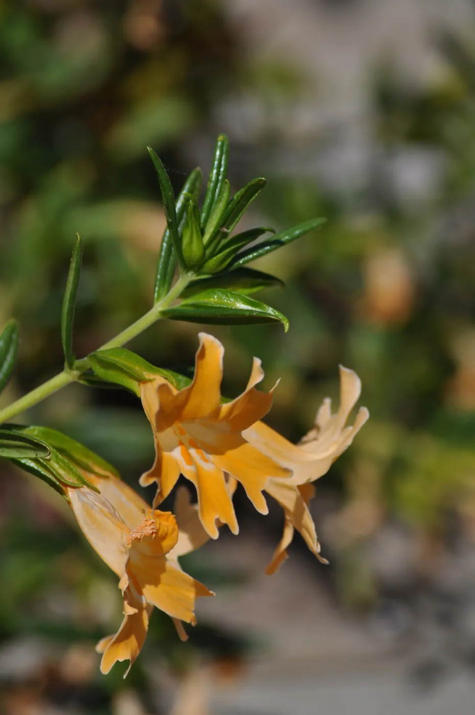 Mimulus bifidus