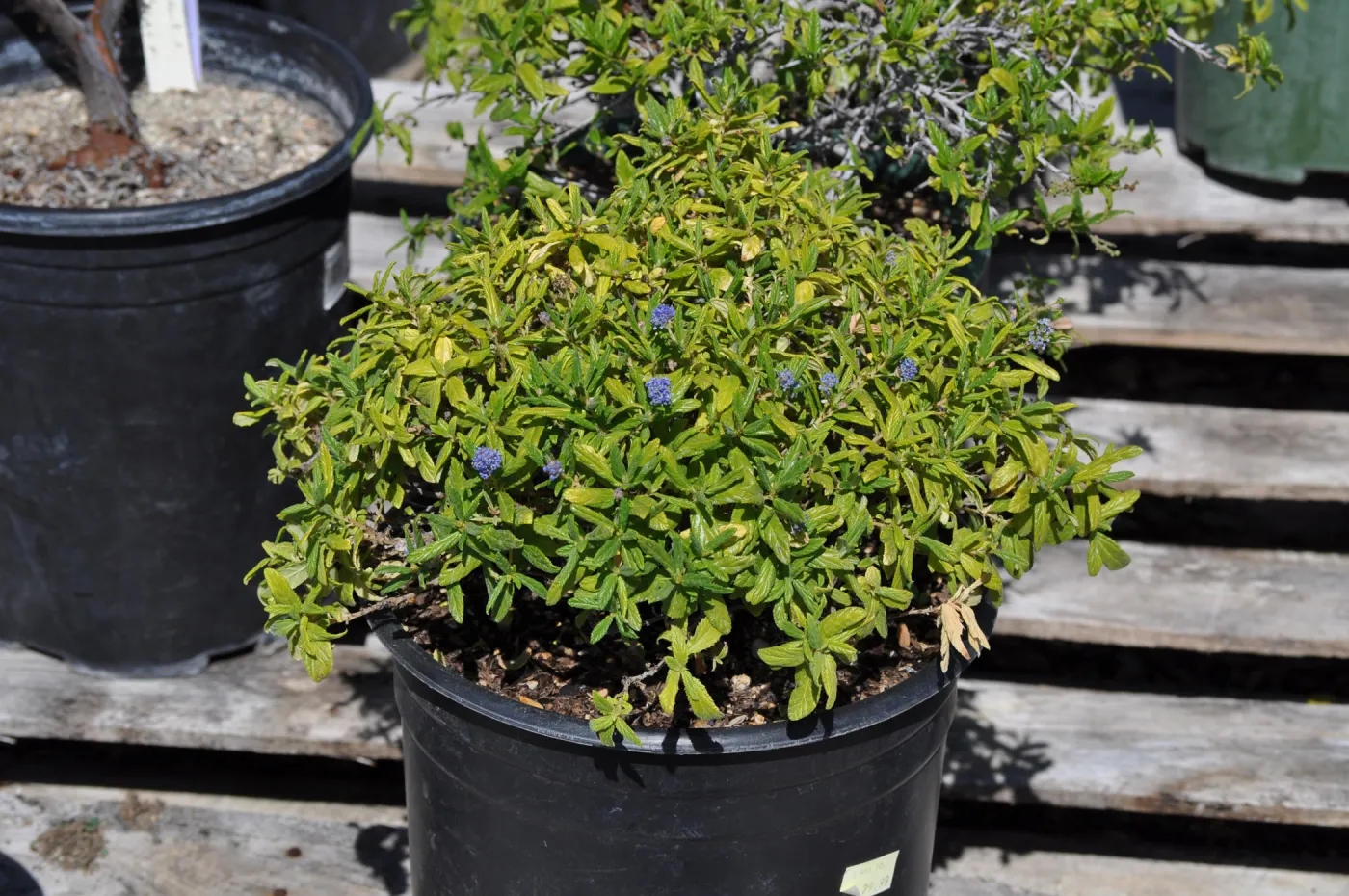 Ceanothus 'Wheeler Canyon' sport