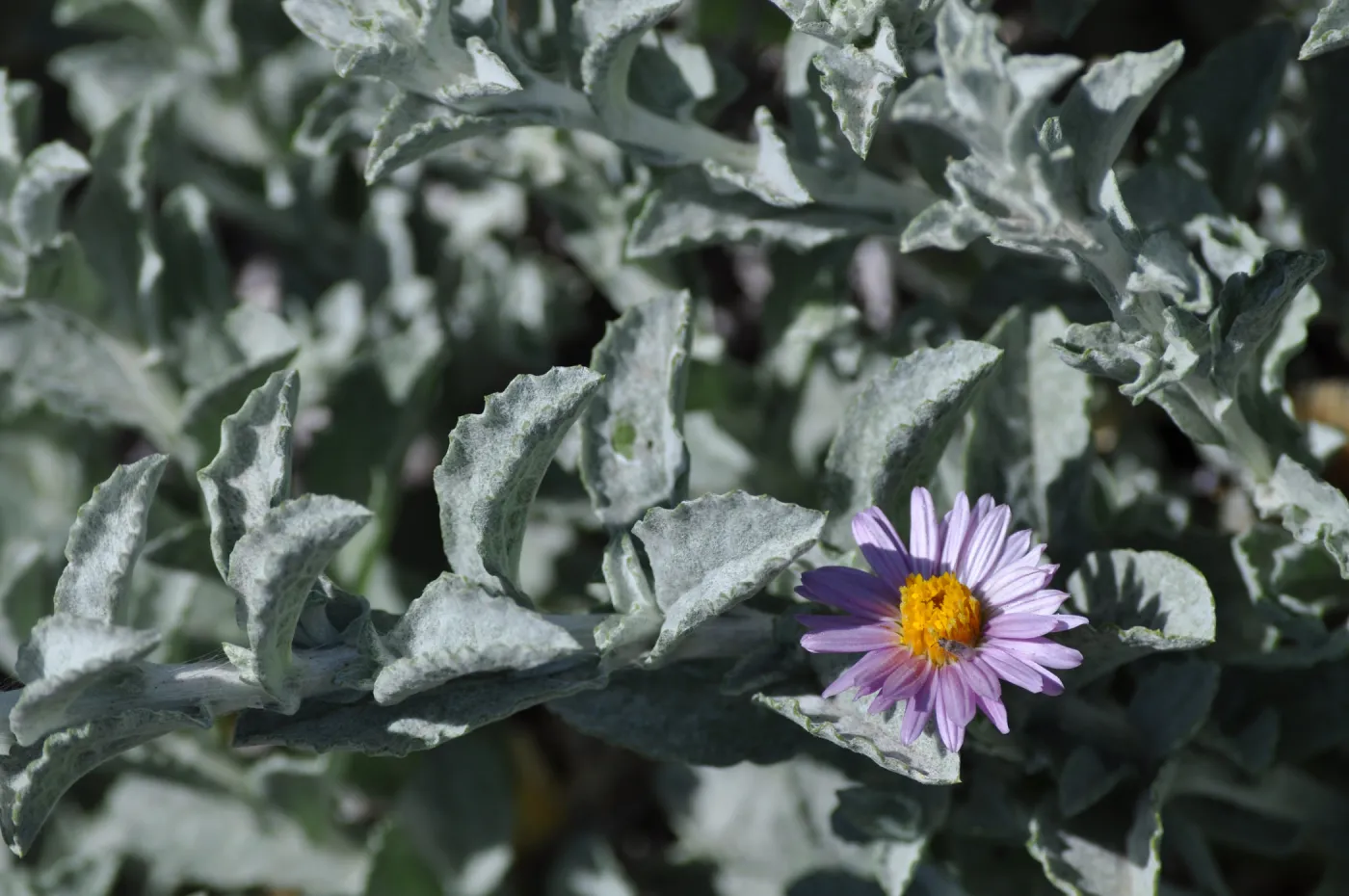 Lessingia 'Smart Aster'
