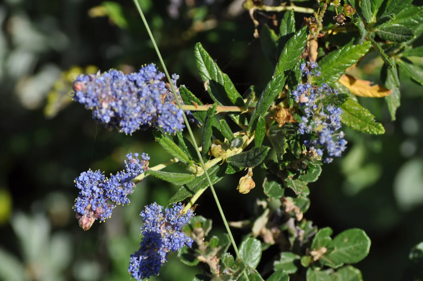 Ceanothus 'Wheeler Canyon'