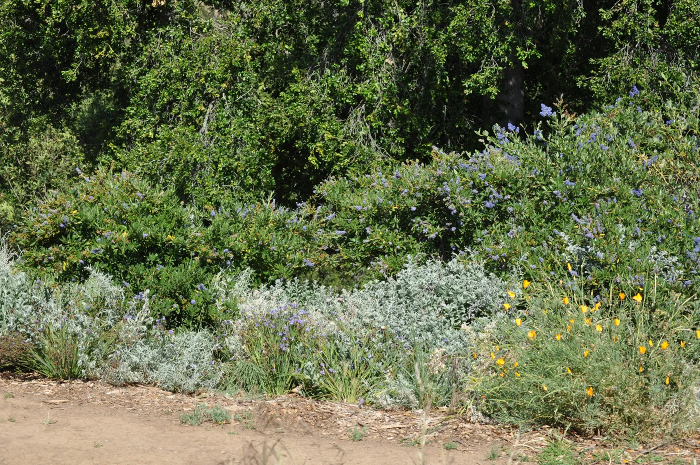 Ceanothus 'Wheeler Canyon'