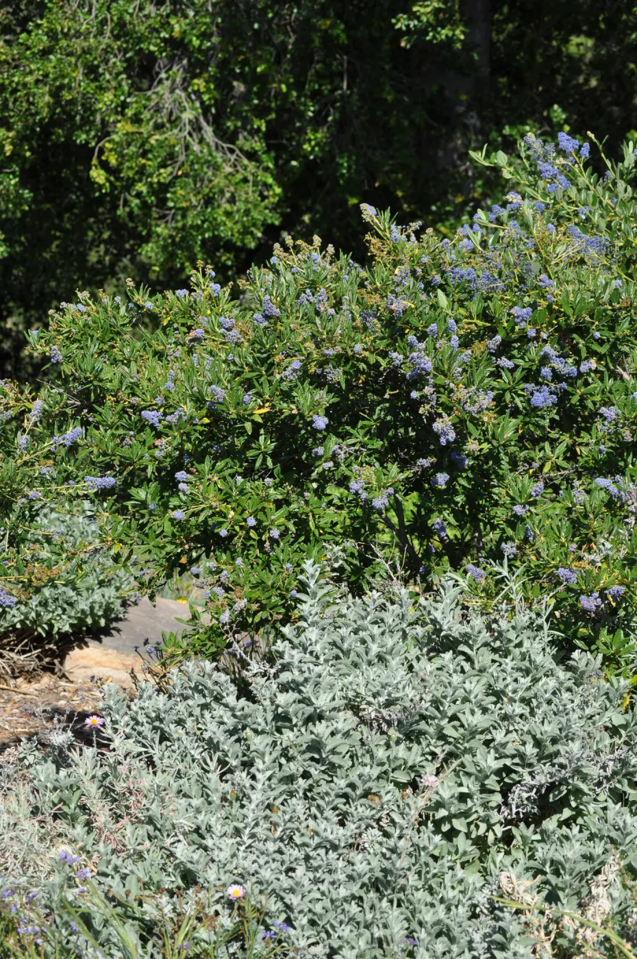 Ceanothus 'Wheeler Canyon'