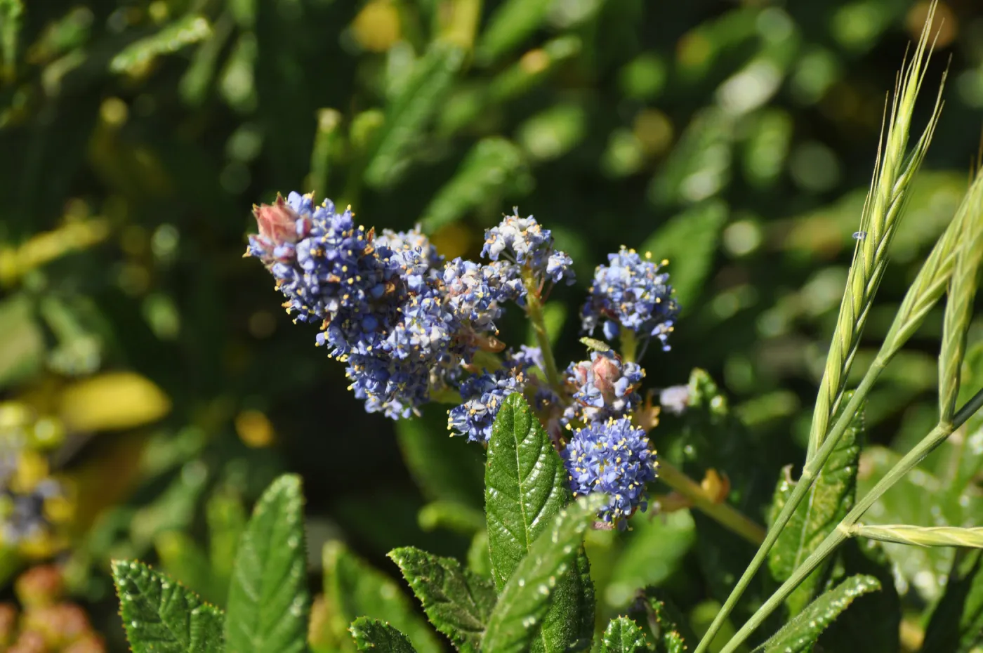 Ceanothus 'Wheeler Canyon'