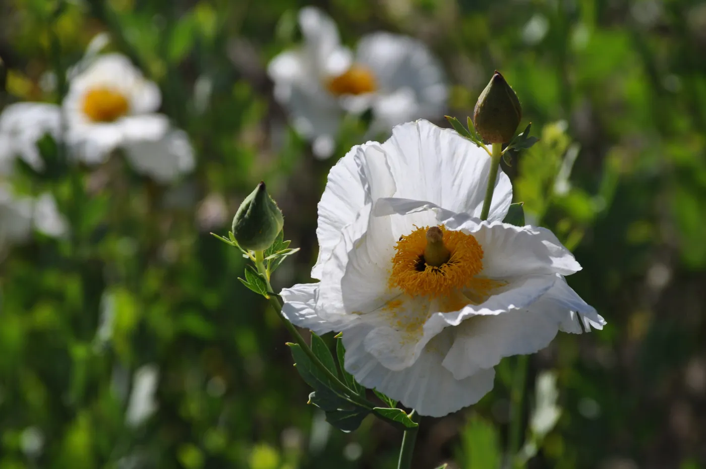 Romneya 'Butterfly'