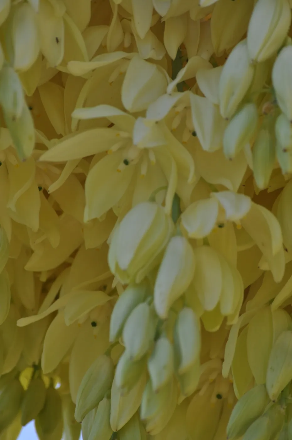 Yucca whipplei, Porter Trail