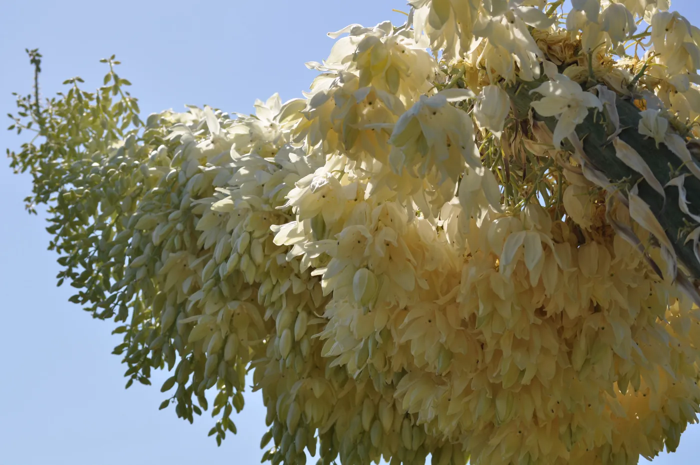 Yucca whipplei, Porter Trail