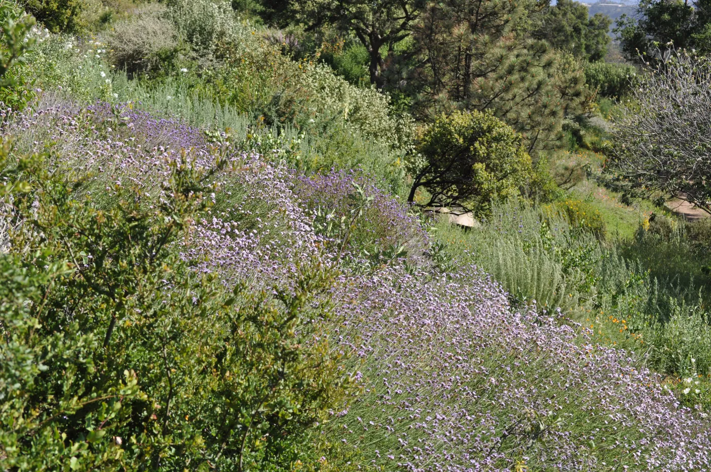 Verbena lilacina