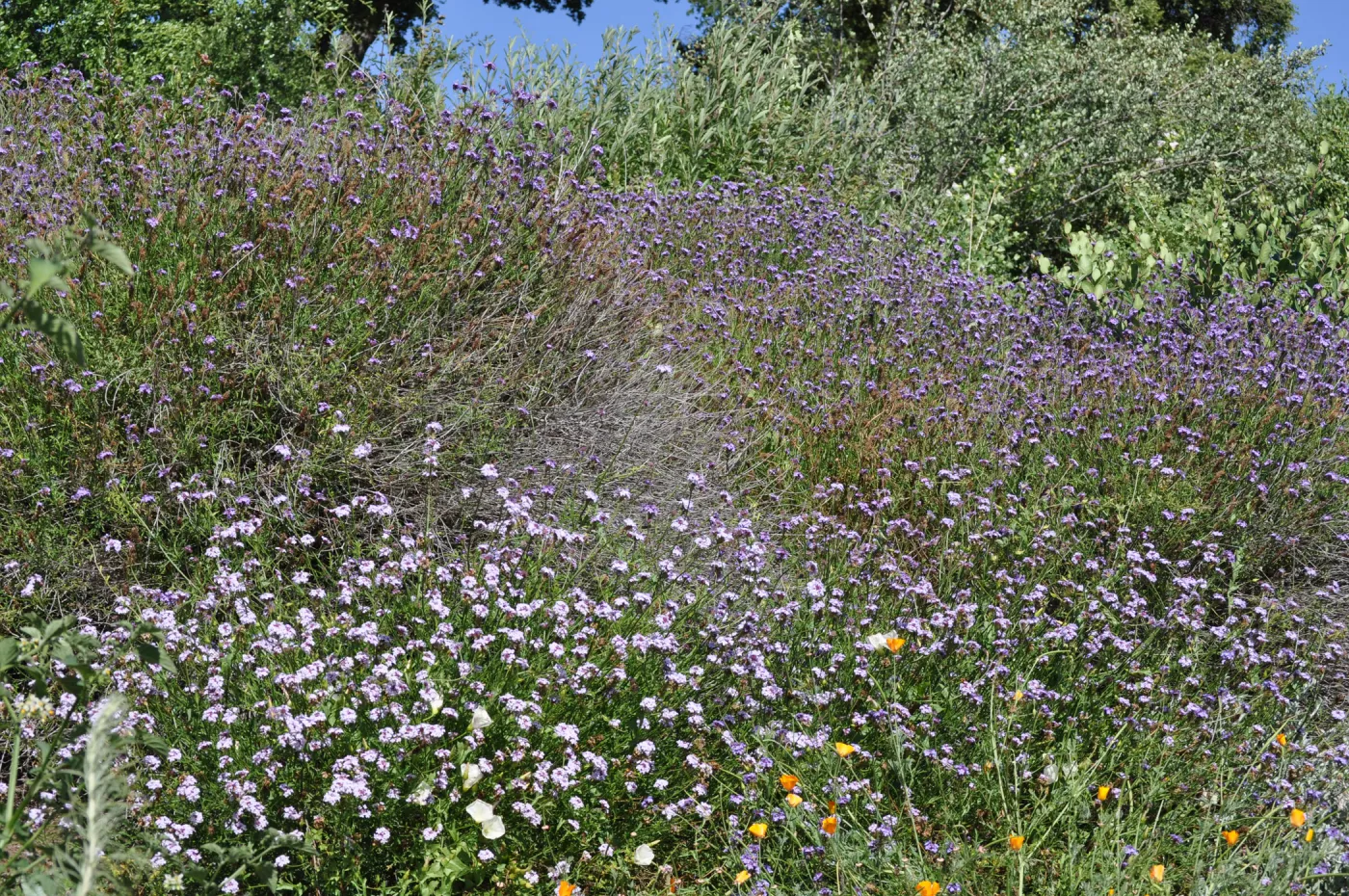 Verbena lilacina