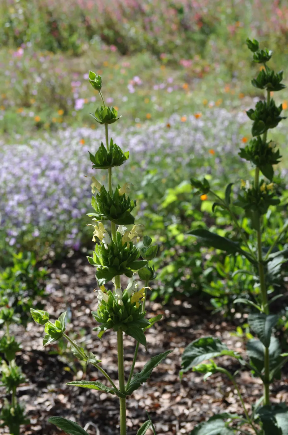 Salvia 'Avis Keedy'
