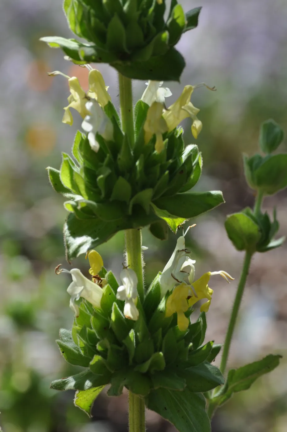 Salvia 'Avis Keedy'