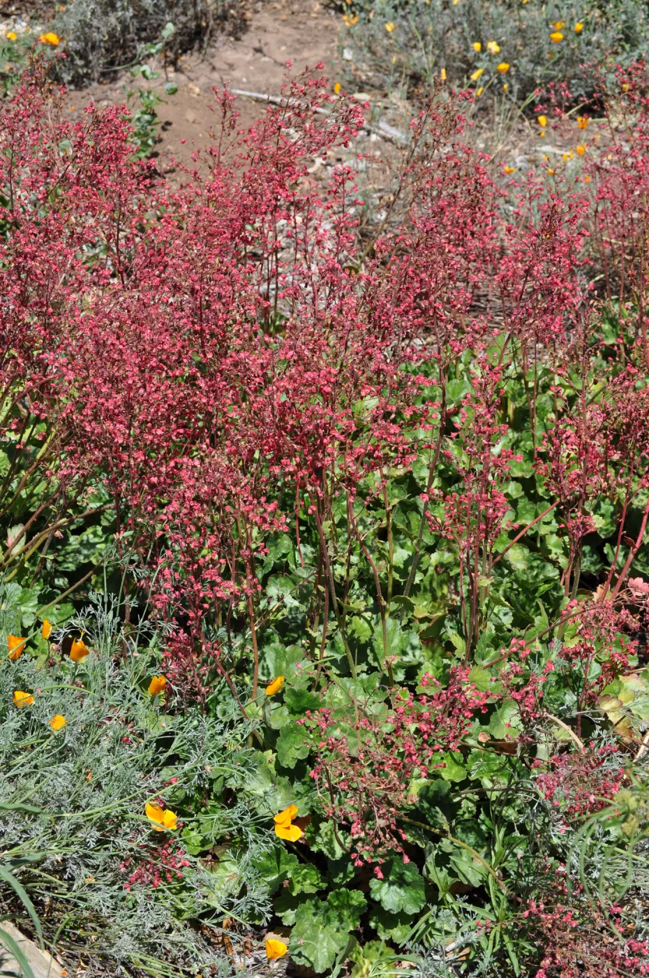 Heuchera 'Canyon Delight'