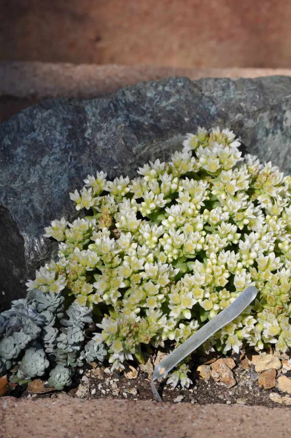 Dudleya nesiotica in trough