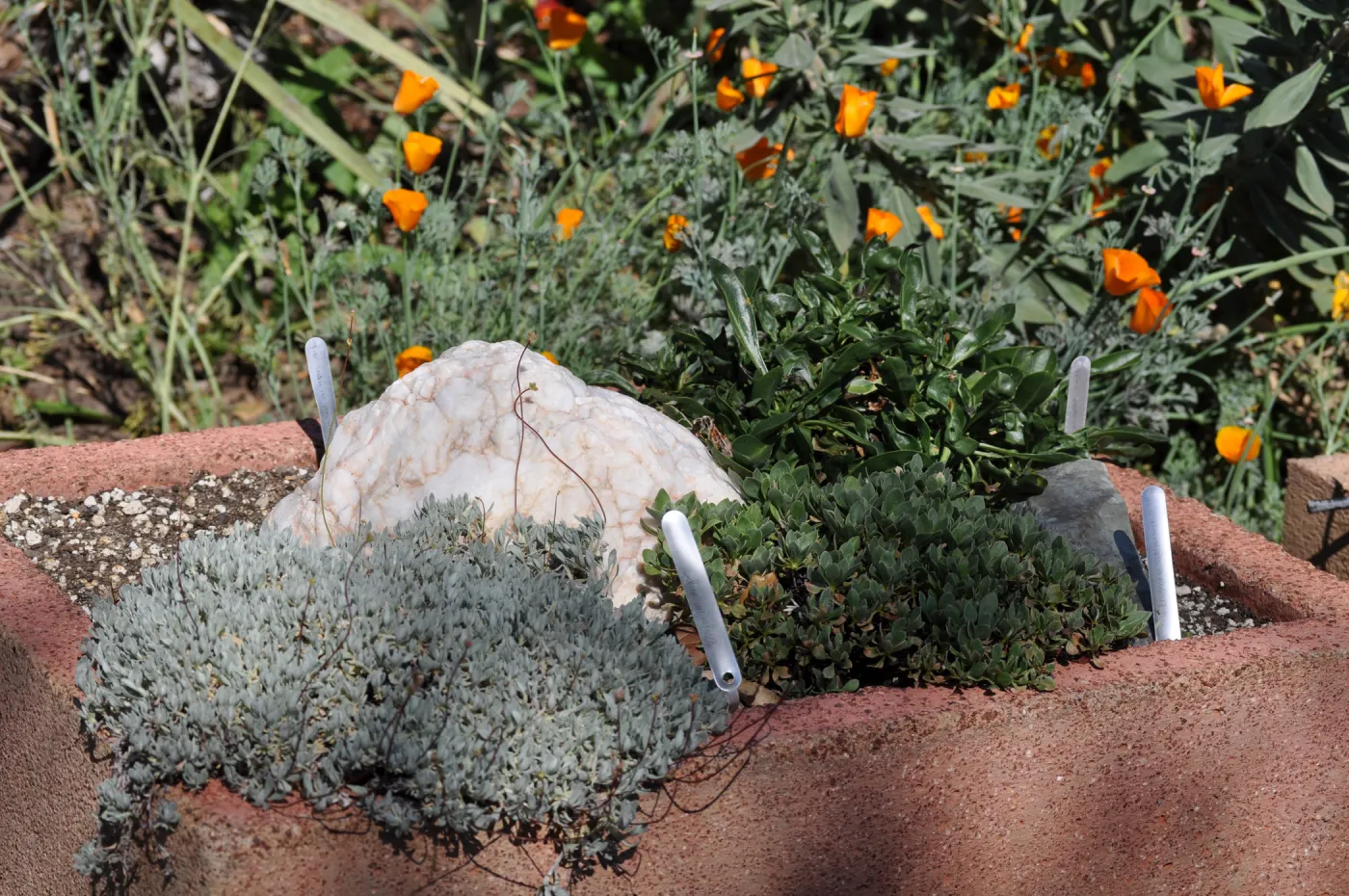 Trough garden in Meadow View