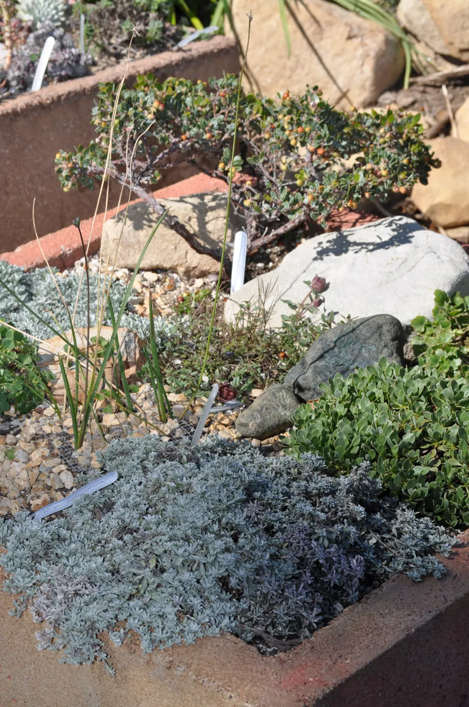 Trough garden in Meadow View