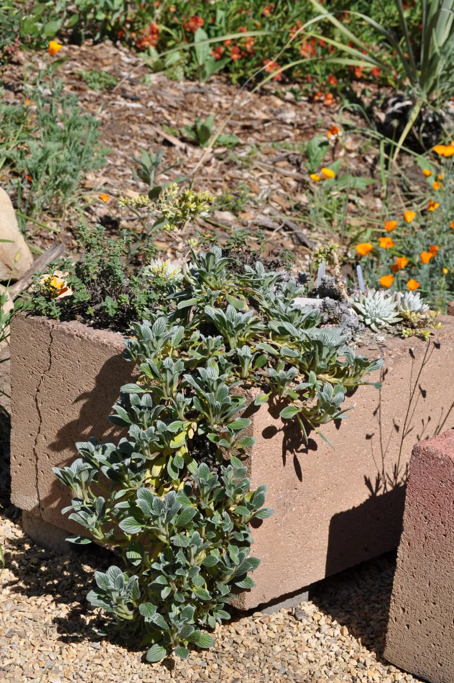 Trough garden in Meadow View