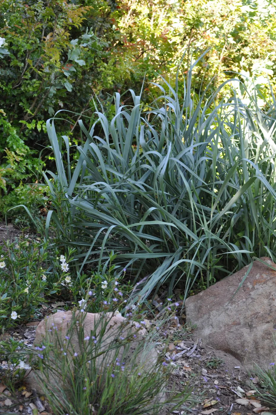 Leymus 'Canyon Prince'