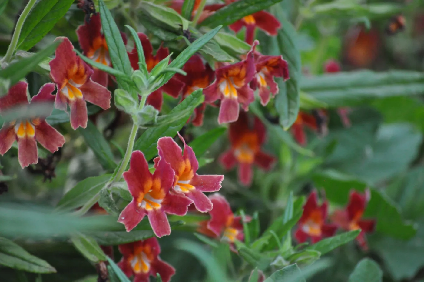 Diplacus 'Jesusita Phoenix'