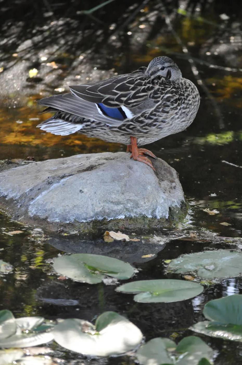 Mallard in Meadow Pond, SBBG