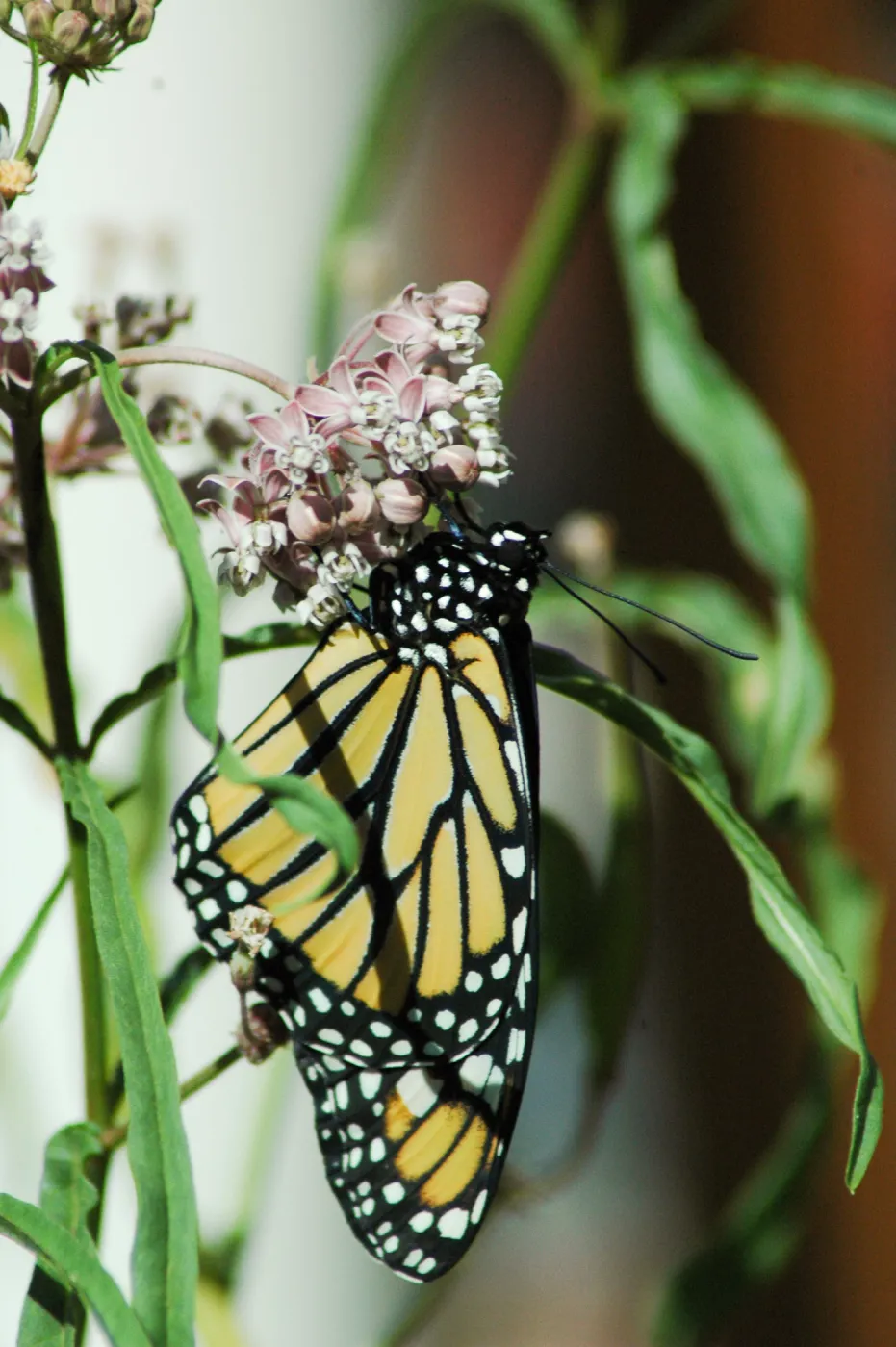 Monarch butterfly emergence, milkweed