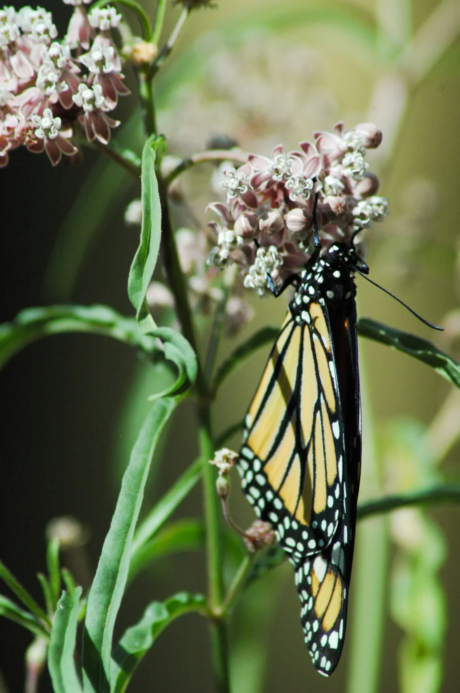 Monarch butterfly emergence, milkweed
